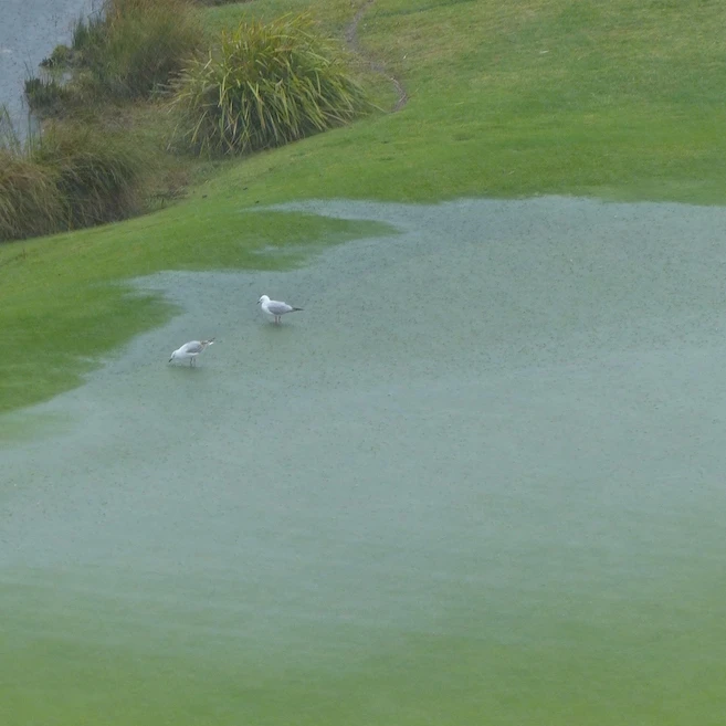 Tebbutt: Soggy Aussie summer so far